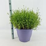 Lavandula ang. 'Hidcote'