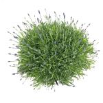 Lavandula ang. 'Hidcote'