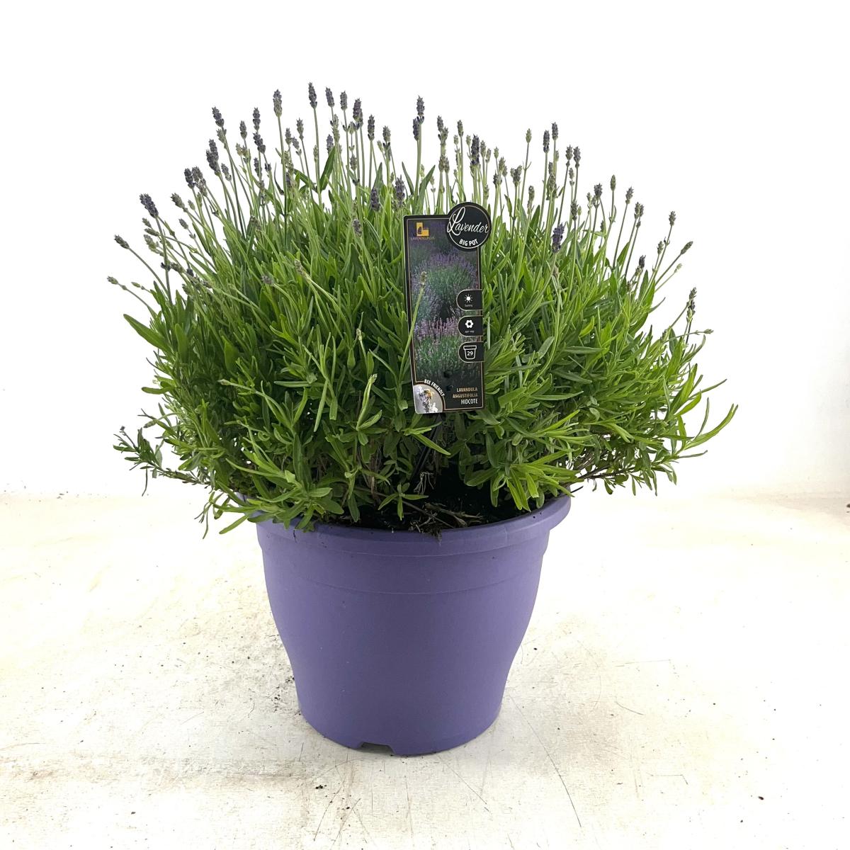 Lavandula ang. 'Hidcote'