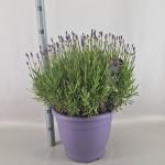 Lavandula ang. 'Hidcote'