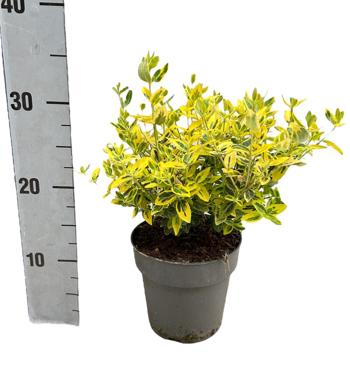 Euonymus fort. 'Emerald 'n' Gold'