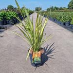 Phormium 'Apricot Queen'