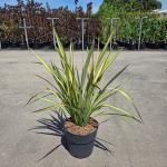 Phormium 'Apricot Queen'