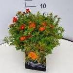 Potentilla f. 'Red Ace'