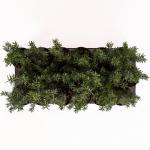 Taxus baccata