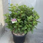 Hydrangea pan. Pinky Winky