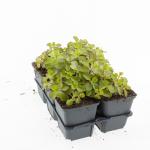 Sedum spurium 'Purple Winter'