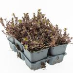 Sedum spurium 'Purple Winter'