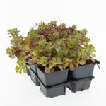Sedum spurium 'Purple Winter'