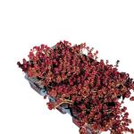 Sedum spurium 'Purple Winter'