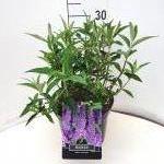Buddleja d. 'Ile de France'