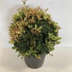 Osmanthus heter. 'Goshiki', bol