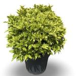 Osmanthus heter. 'Goshiki', bol