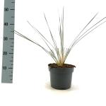 Helictotrichon sempervirens