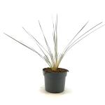 Helictotrichon sempervirens