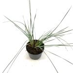 Helictotrichon sempervirens
