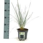 Helictotrichon sempervirens