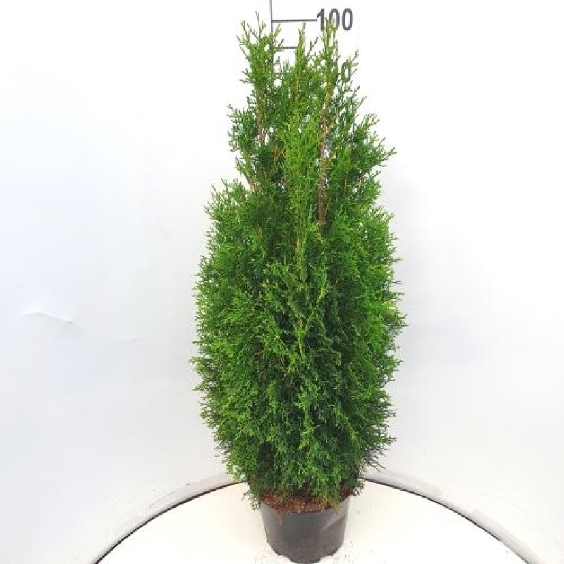 Thuja occ. 'Smaragd'