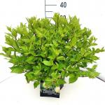 Cephalanthus occidentalis