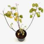 Acer negundo 'Flamingo'