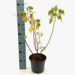 Acer negundo 'Flamingo'