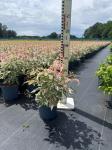 Acer negundo 'Flamingo'