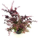 Berberis thunb. 'Harlequin'