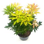 Pieris 'Forest Flame'