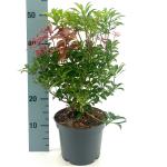 Pieris jap. 'Select'