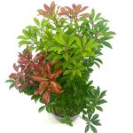 Pieris jap. 'Select'