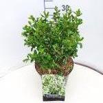 Escallonia 'Iveyi'