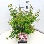 Kolkwitzia amabilis