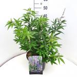 Vitex agnus-castus latifolia
