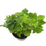Lavatera Chamallow