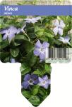 Vinca minor