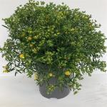 Hypericum kalmianum Sunny Boulevard