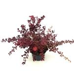 Berberis thunb. 'Rose Glow'