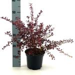 Berberis thunb. 'Rose Glow'