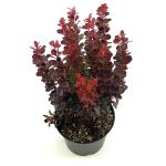 Berberis thunb. 'Red Tower'