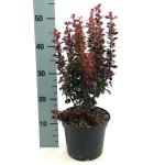Berberis thunb. 'Red Tower'