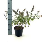 Buddleja Flutterby Pet. Snow White