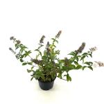 Buddleja Flutterby Pet. Snow White