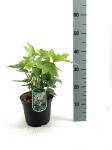 Fatsia japonica