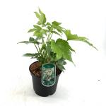 Fatsia japonica