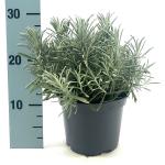 Lavandula int. 'Grosso'