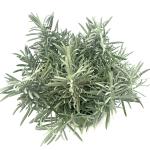 Lavandula int. 'Grosso'