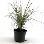 Calamagrostis acut. 'Overdam'
