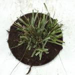 Calamagrostis acut. 'Overdam'