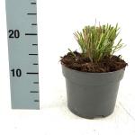 Calamagrostis acut. 'Overdam'