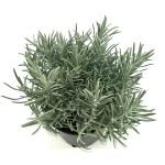 Lavandula int. Phenomenal